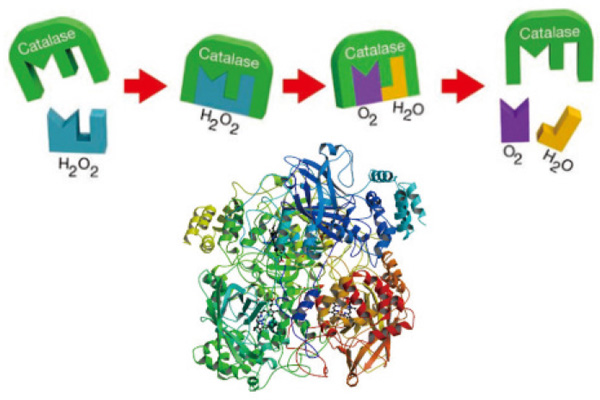 Oxydol remover – HY 8165