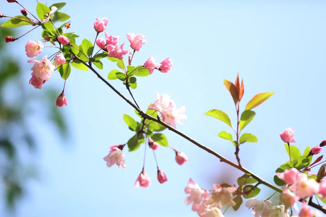 漫步园区｜不负花开好时光，在上海浦东软件园邂逅春天