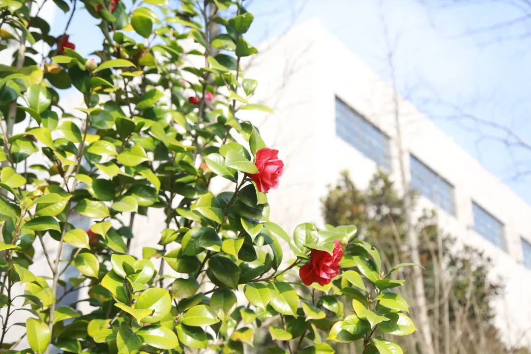 邂逅春天，繁花在园区盛开