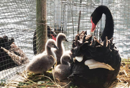 浦软喜事｜再添新成员！园区第三代“四小天鹅”破壳新生