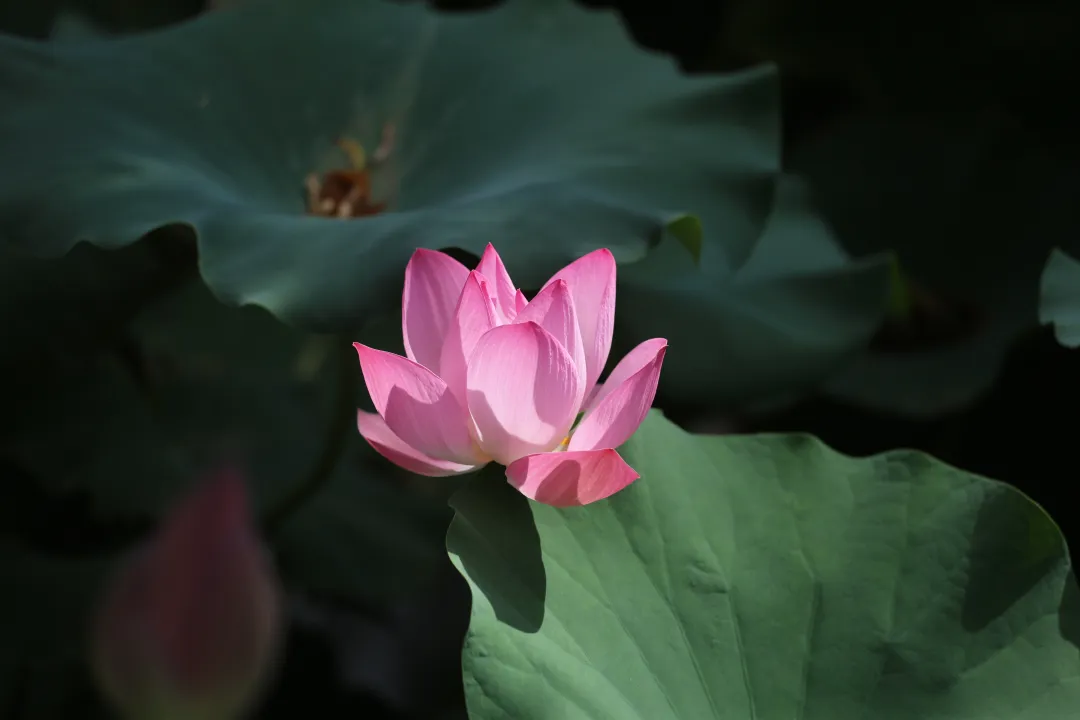 漫步园区｜一池荷风，满园莲香！在园区观赏“水中美人”