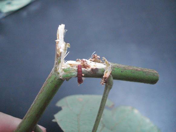 防治植物害虫，守护绿色家园