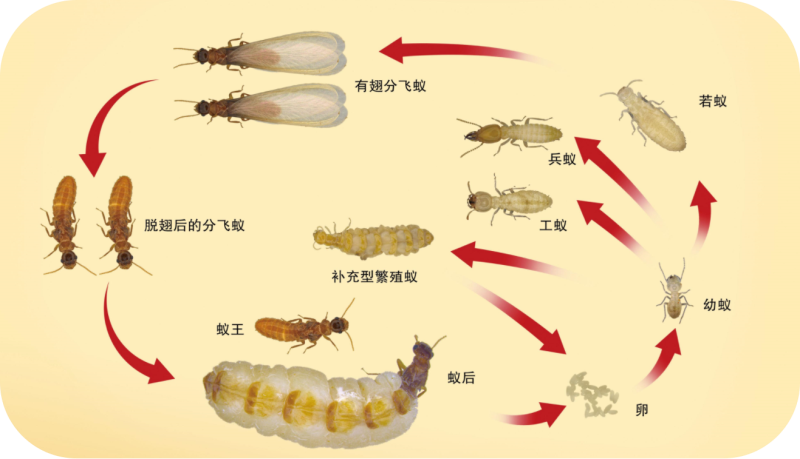初夏之际，小心白蚁出没！