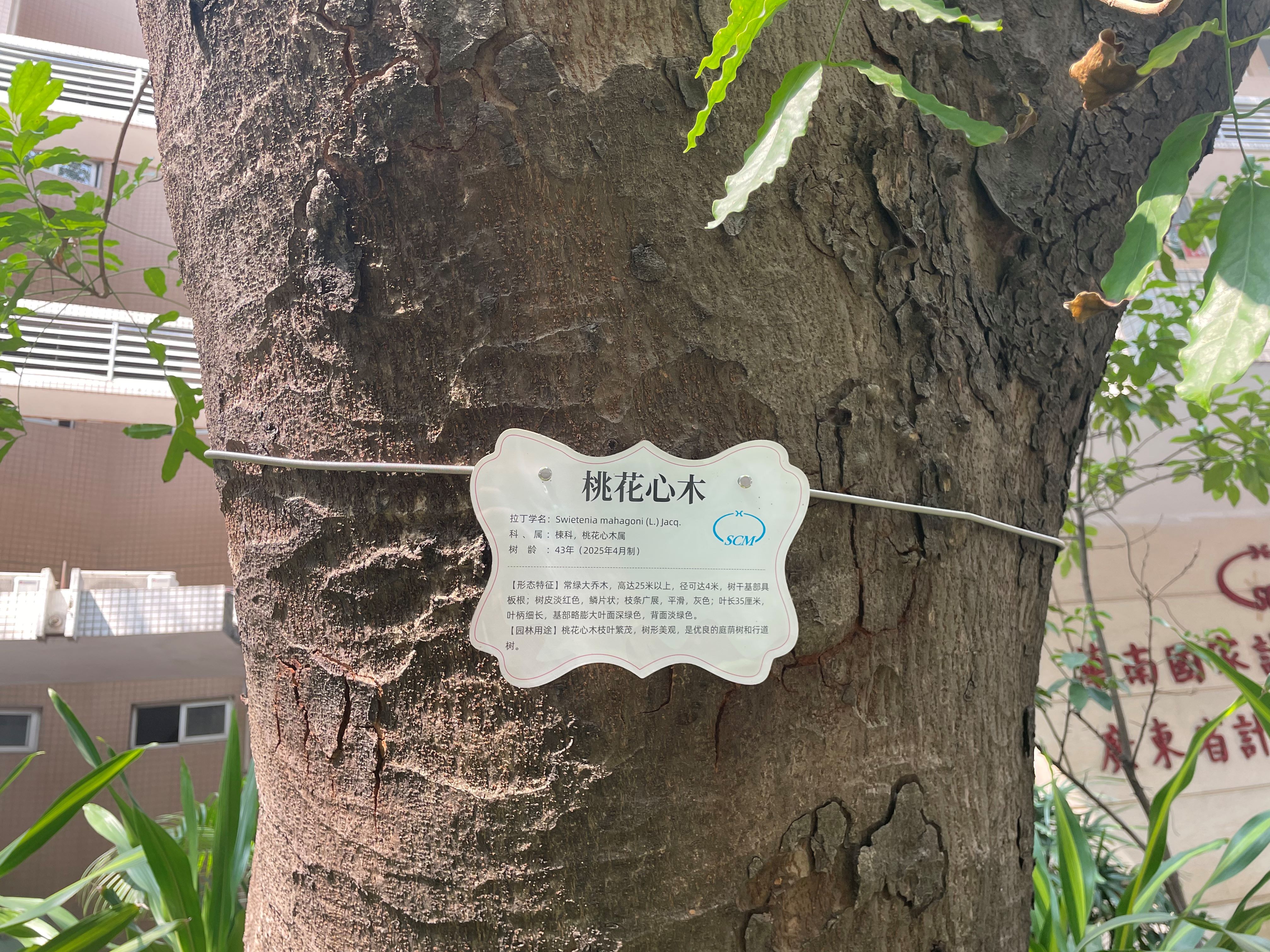 树木挂牌共护绿 践行生态新篇章 | 广检工程检测中心助力省计量院开展树木挂牌行动