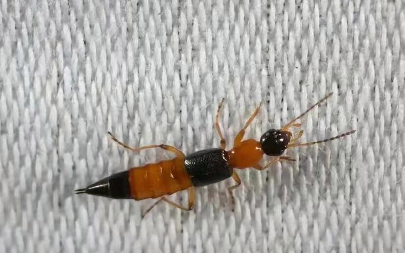 雨后的翅膀：隐翅虫与白蚁的光之迷恋