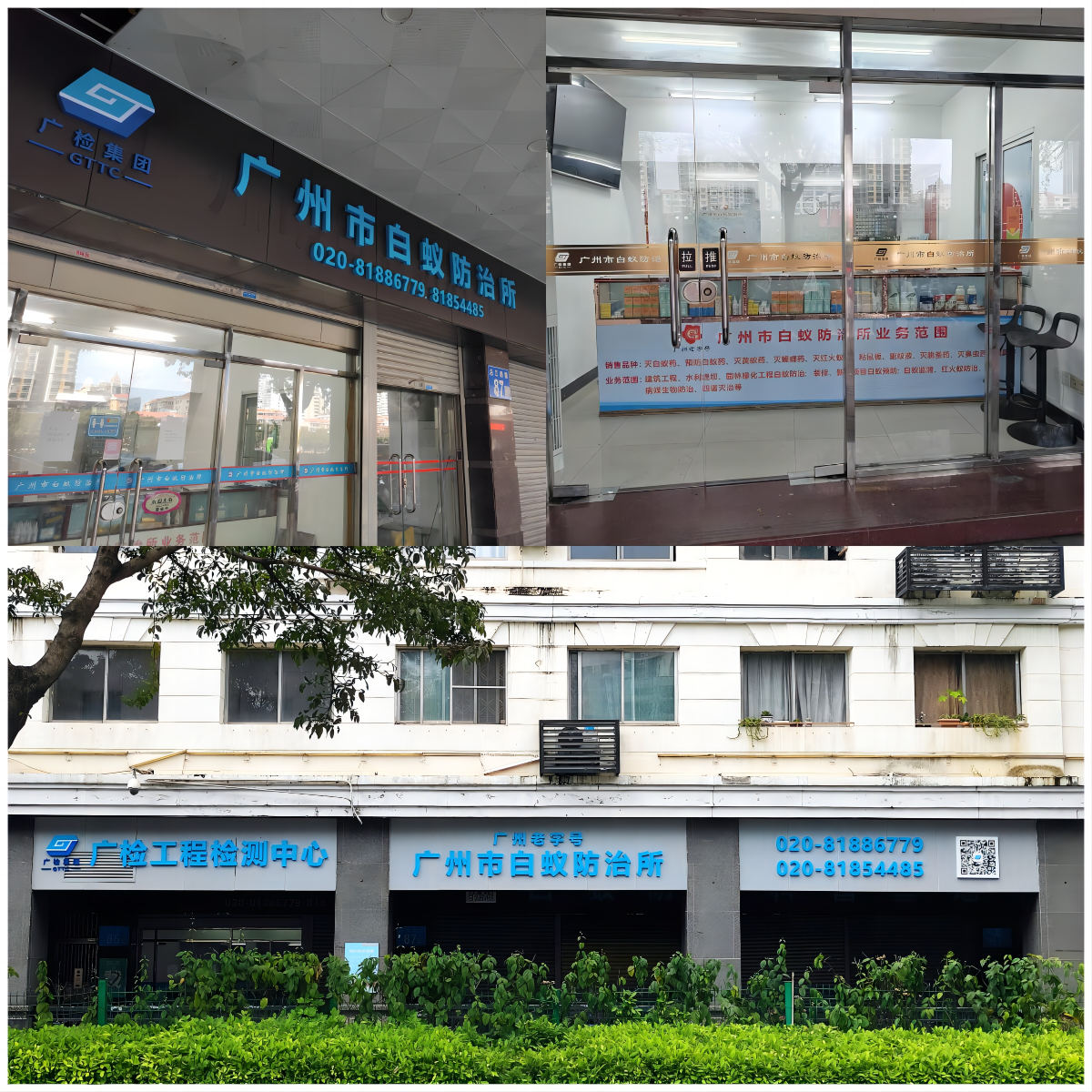 老字号广州市白蚁防治所提醒您：白蚁分飞期即将到来！